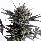 LEMON HAZE AUTO  - BARNEY'S FARM